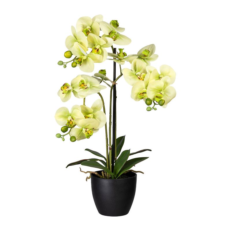 Foto van Kopu® kunstbloem orchidee 65 cm groen met zwarte schaal - phalenopsis