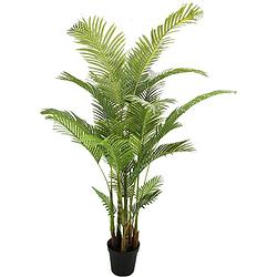 Foto van Areca palm 190 cm