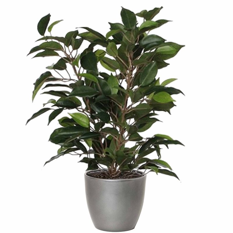 Foto van Groene ficus kunstplant 40 cm met plantenpot zilver metallic d13.5 en h12.5 cm - kunstplanten