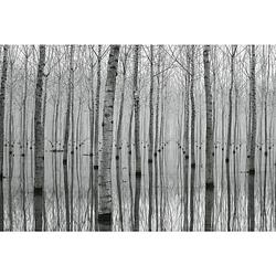 Foto van Wizard+genius birch forest in the water vlies fotobehang 384x260cm 8-banen