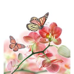 Foto van Dimex orchids and butterfly vlies fotobehang 225x250cm 3-banen