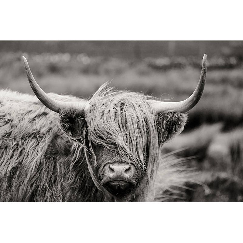 Foto van Spatscherm highlander black-white - 80x55 cm