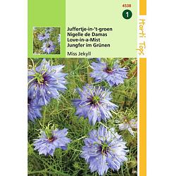 Foto van Hortitops - 2 stuks nigella damascena miss jekyll blauw