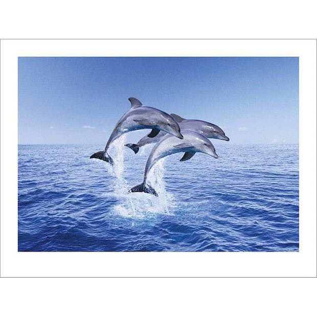 Foto van Pyramid dolphin trio kunstdruk 40x30cm