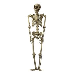 Foto van Halloween/horror thema hang decoratie skelet - met led licht ogen - griezel pop - 160 cm - feestdecoratievoorwerp