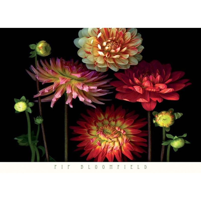 Foto van Pip bloomfield - dahlia garden kunstdruk 91x66cm