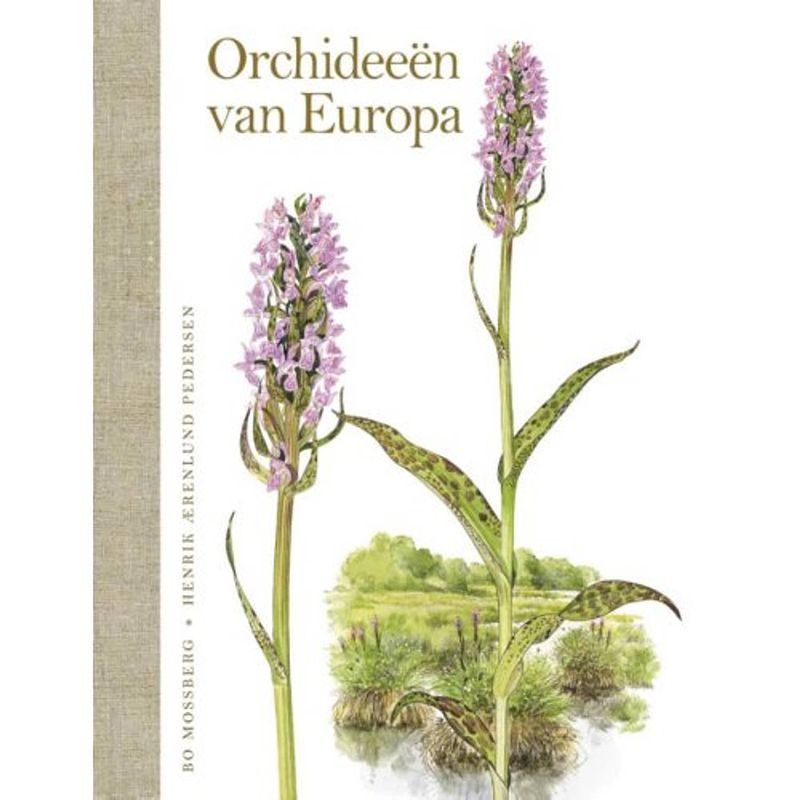 Foto van Orchideeën van europa