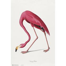 Foto van Grupo erik american flamingo poster 61x91,5cm