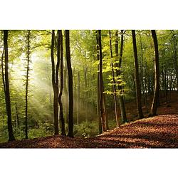 Foto van Dimex forest vlies fotobehang 375x250cm 5-banen