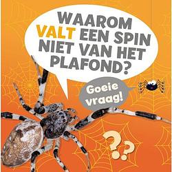 Foto van Waarom valt een spin niet van het plafond?