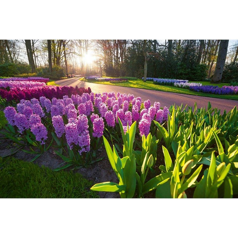 Foto van Dimex hyacint flowers vlies fotobehang 375x250cm 5-banen