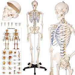 Foto van Tectake® - anatomie skelet - spier- en botmarkering - incl. poster met spieren en botten - 181cm - 400502