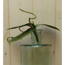 Foto van Warentuin mix - kunstvlinderorchidee bladeren los