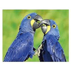 Foto van Dieren magneet 3d ara papegaai - magneten