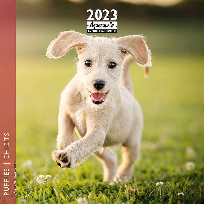 Foto van Puppies kalender 2023