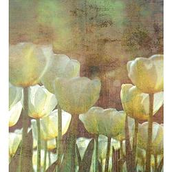 Foto van Dimex white tulips abstract fotobehang 225x250cm 3-banen