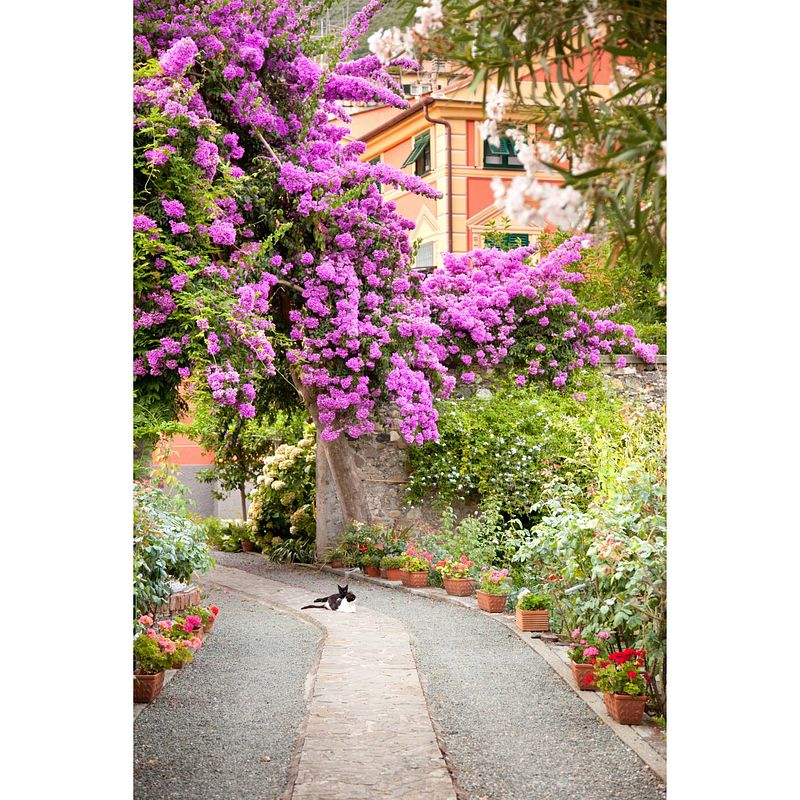 Foto van Tuinschilderij bougainville poes 70x130 cm