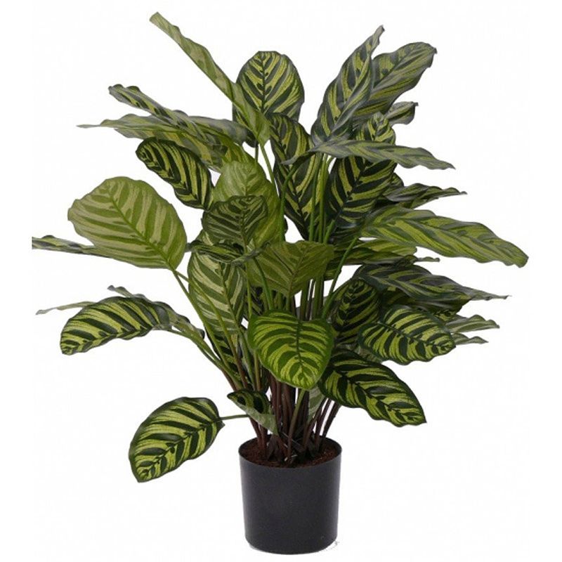 Foto van Kunst calathea 67 cm - kunstplanten