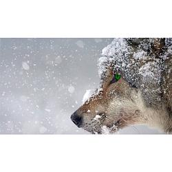 Foto van Diamond painting wolf in de sneeuw - volledig - full - 50x30 cm - seos shop ®