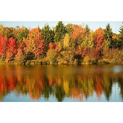 Foto van Inductiebeschermer - autumn trees - 80.2x52.2 cm