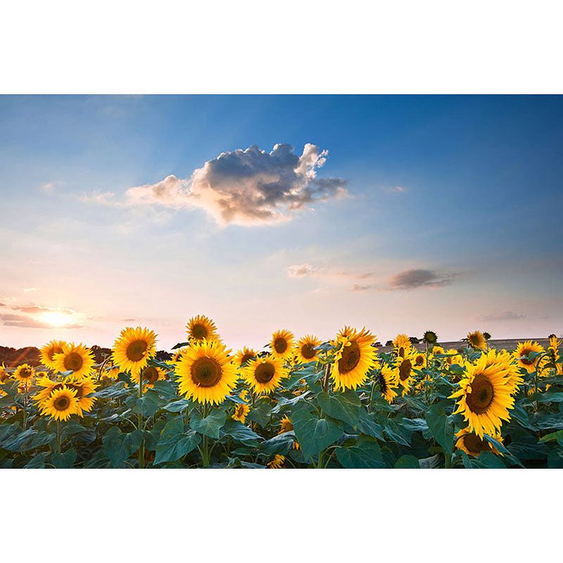 Foto van Inductiebeschermer - zomerse zonnebloemen - 75x55 cm