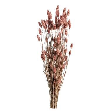 Foto van Droogbloemen bunch phalaris - roze - 75 cm - leen bakker