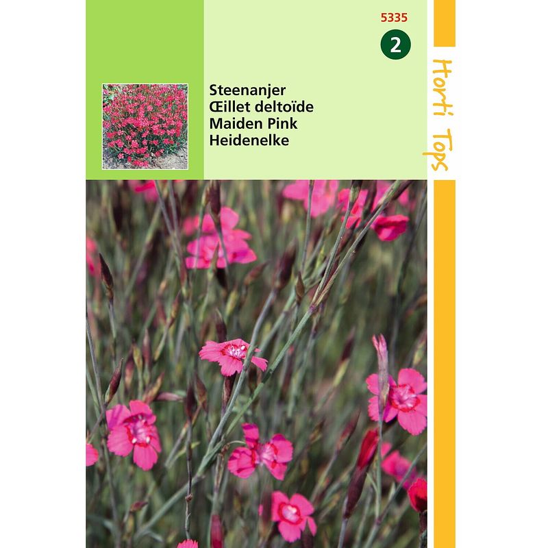 Foto van Hortitops - 2 stuks dianthus deltoides erectus karmijnrose