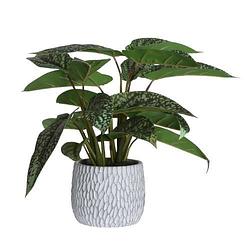 Foto van Kunstplant in pot - syngonium - 39 cm