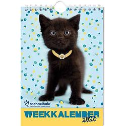 Foto van Rachael hale kittens weekkalender 2023