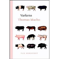 Foto van Varkens