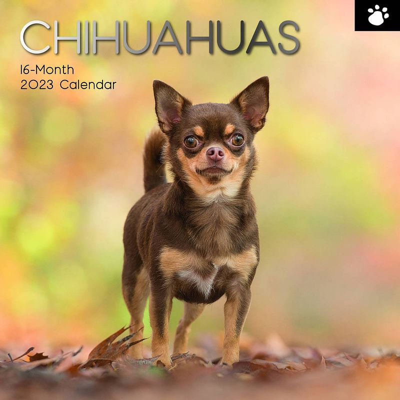 Foto van Chihuahua kalender 2023