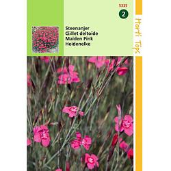 Foto van Hortitops - 2 stuks dianthus deltoides erectus karmijnrose