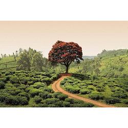 Foto van Wizard+genius red tree and hills in sri lanka vlies fotobehang 384x260cm 8-banen