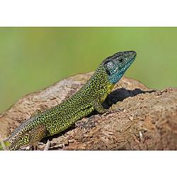 Foto van Inductiebeschermer - lizard - 57.6x51.6 cm