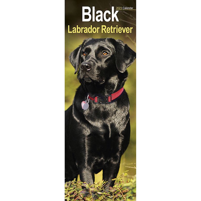 Foto van Labrador retriever kalender zwart 2023 slimline