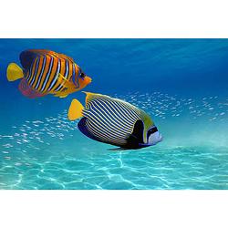 Foto van Inductiebeschermer - tropische vissen - 60x52 cm