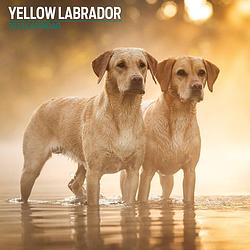 Foto van Labrador retriever blond kalender 2023