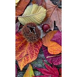 Foto van Dimex autumn leaves vlies fotobehang 150x250cm 2-banen