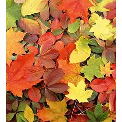 Foto van Dimex colourful leaves vlies fotobehang 225x250cm 3-banen