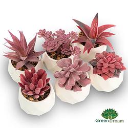 Foto van Greendream® set 6 stuks roze vetplanten in diamantvormig potje - cadeautip - kunstplanten - wit/roze