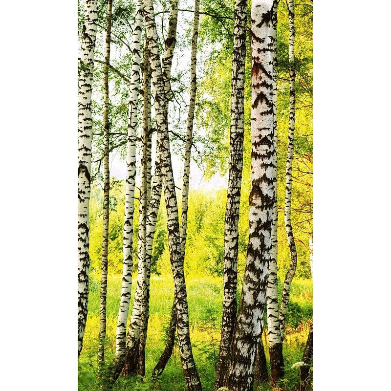 Foto van Dimex birch path vlies fotobehang 150x250cm 2-banen