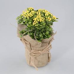 Foto van Oosterik home - plantje in jute zak fleur geel
