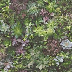 Foto van Evergreen behang succulent groen en paars