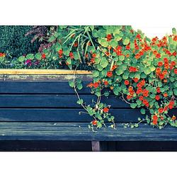 Foto van Tuinschilderij nasturtium bench 70x130cm