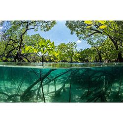 Foto van Inductiebeschermer - mangrove - 71x52 cm