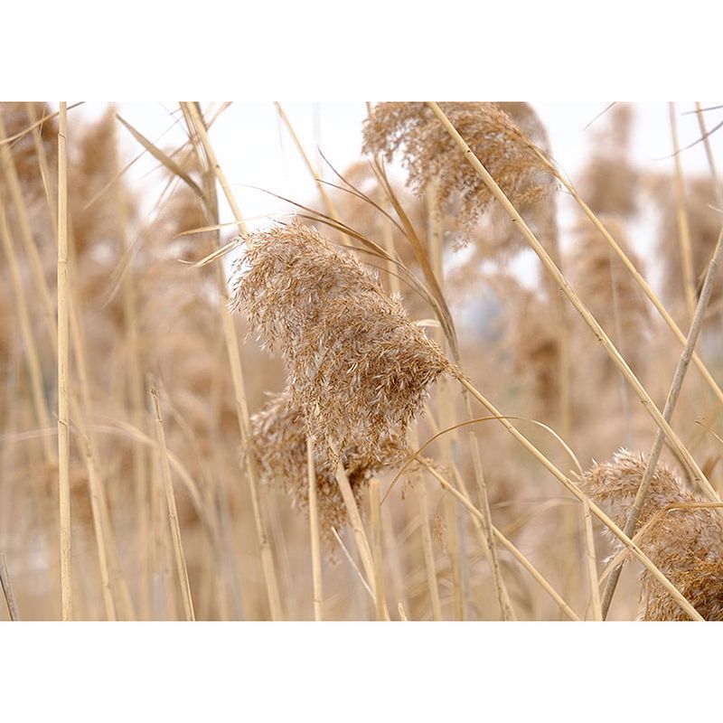 Foto van Inductiebeschermer - pampas pluim - 91.2x52 cm