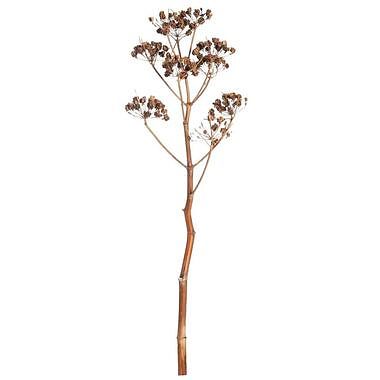 Foto van Droogbloemen fenckel stem - naturel - 115 cm - leen bakker