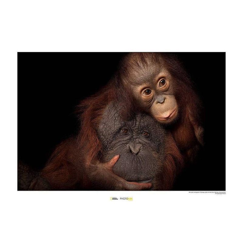 Foto van Komar bornean orangutan kunstdruk