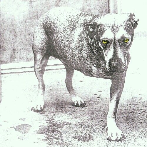 Foto van Alice in chains - cd (5099748111425)