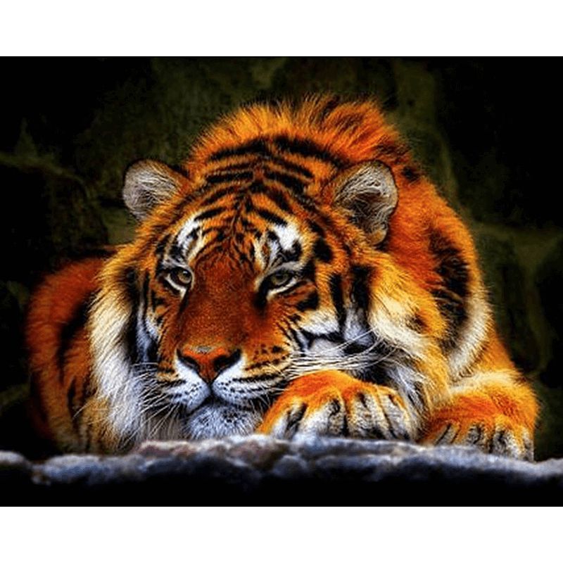 Foto van Diamond painting pakket liggende tijger - volledig - full- 30x40 cm - seos shop ®